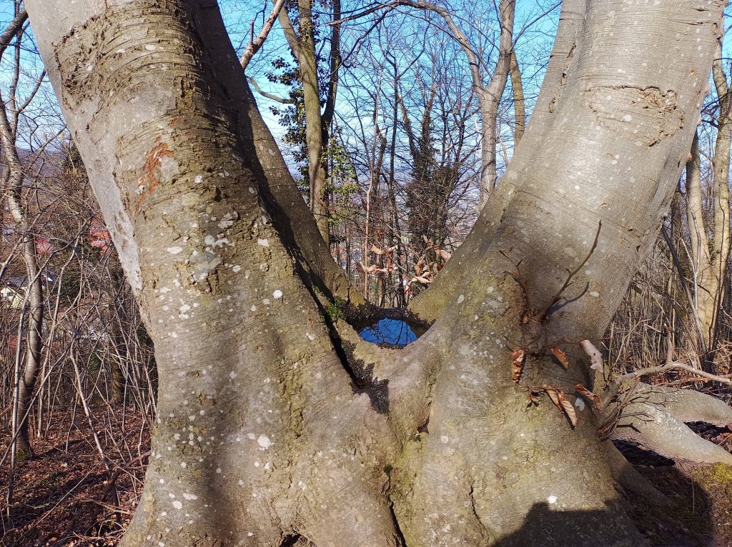 Gegabelter Baum im angehenden Frühjahr mit Wasserspiegel in der Gabel