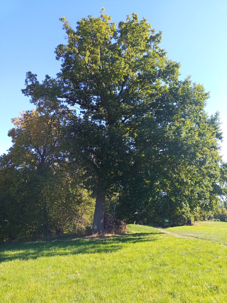 Eiche auf gründer Wiese